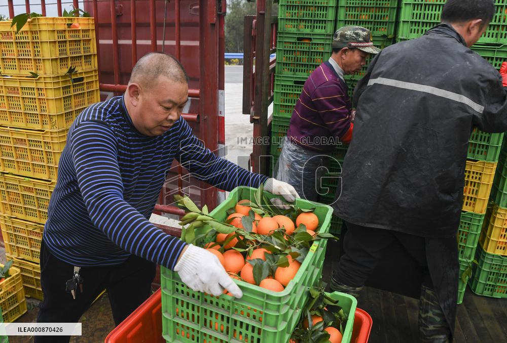 CHINA-CHONGQING-FENGJIE-NAVEL ORANGE-HARVEST (CN)