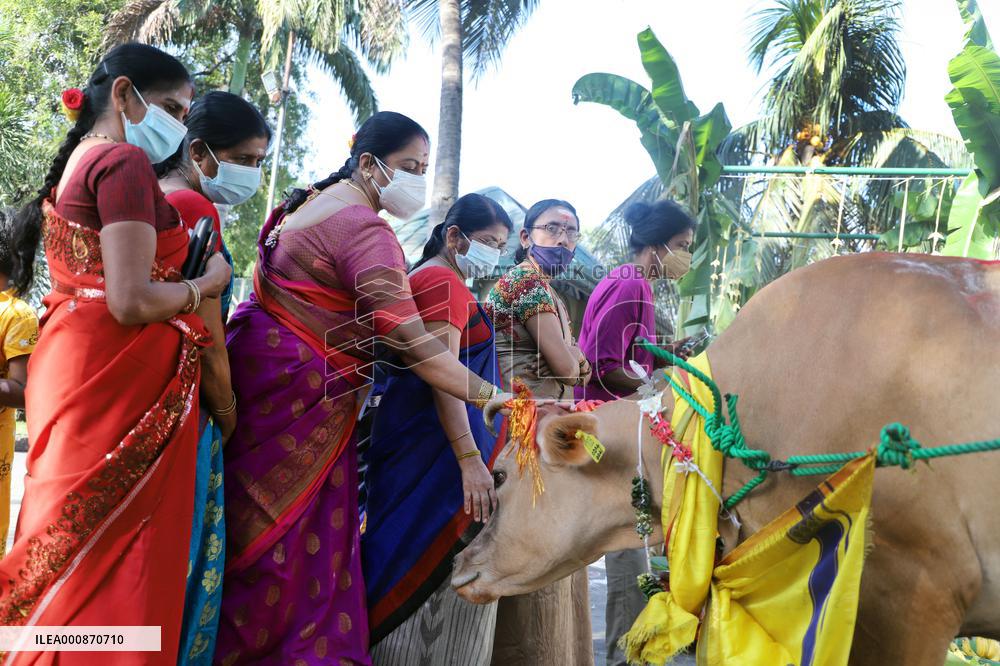 SRI LANKA-COLOMBO-MATTU PONGAL FESTIVAL