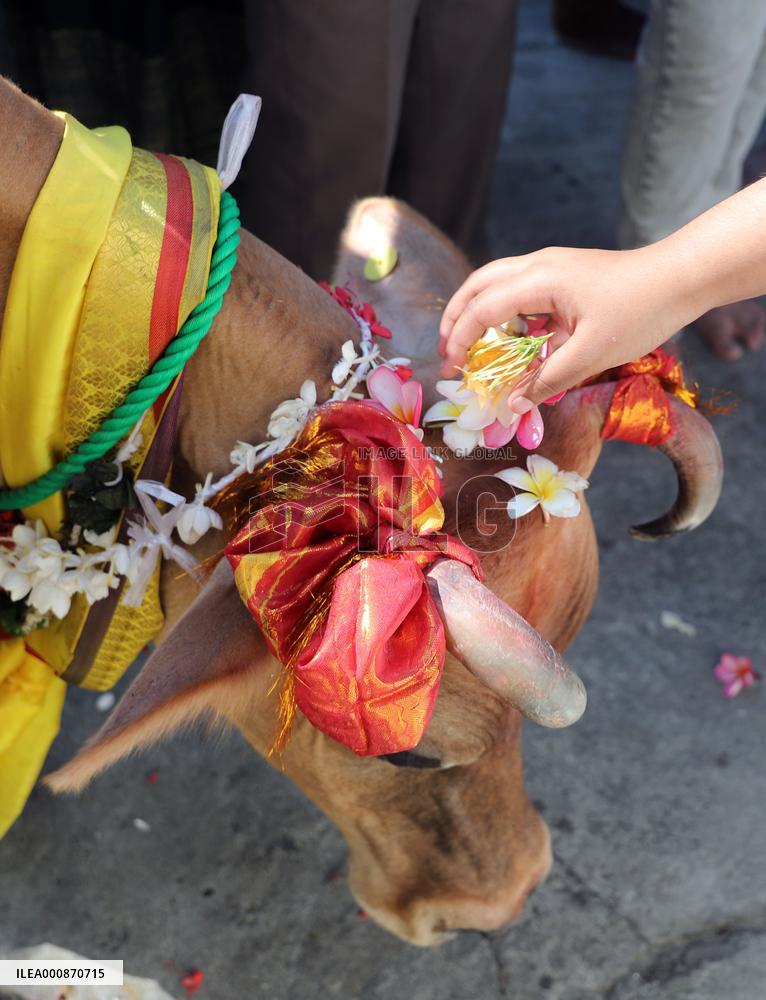 SRI LANKA-COLOMBO-MATTU PONGAL FESTIVAL