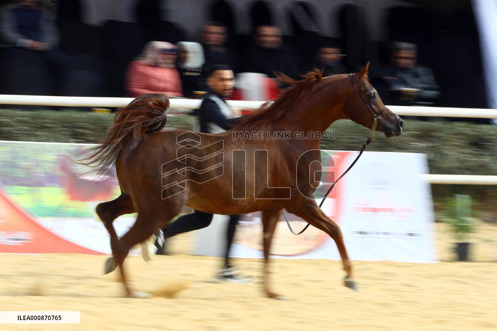 EGYPT-SHARQIA-ARABIAN HORSE-BEAUTY CONTEST