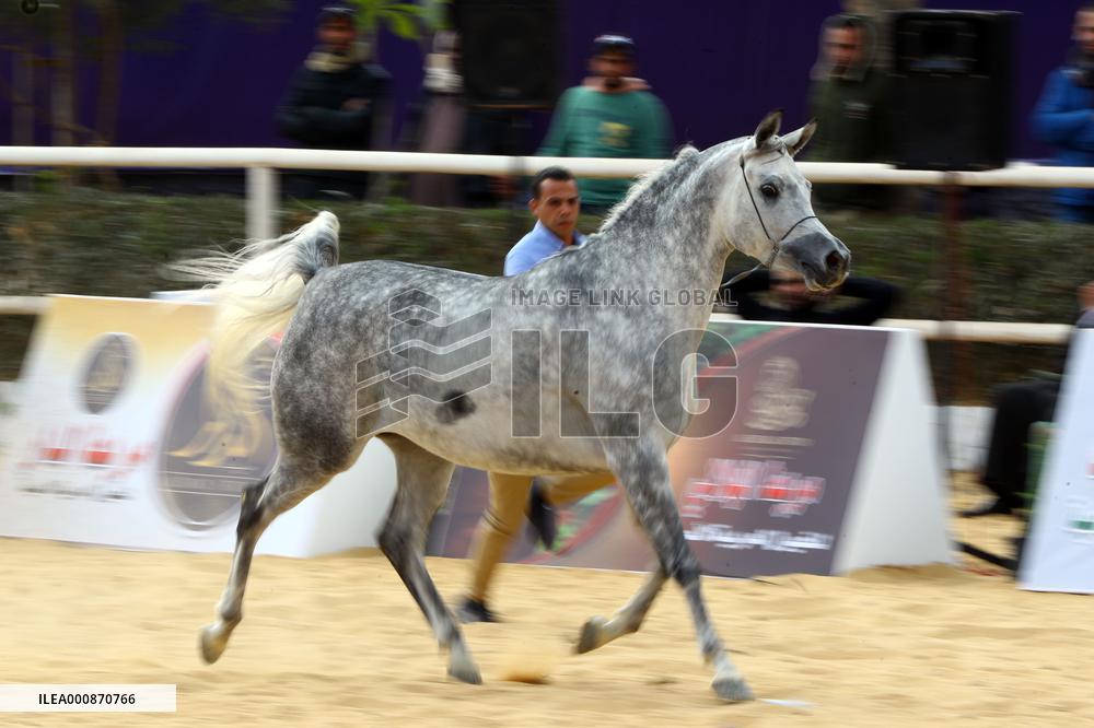 EGYPT-SHARQIA-ARABIAN HORSE-BEAUTY CONTEST