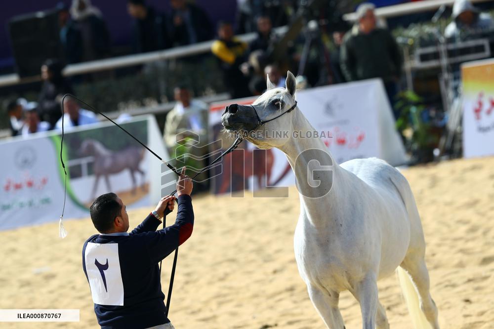 EGYPT-SHARQIA-ARABIAN HORSE-BEAUTY CONTEST