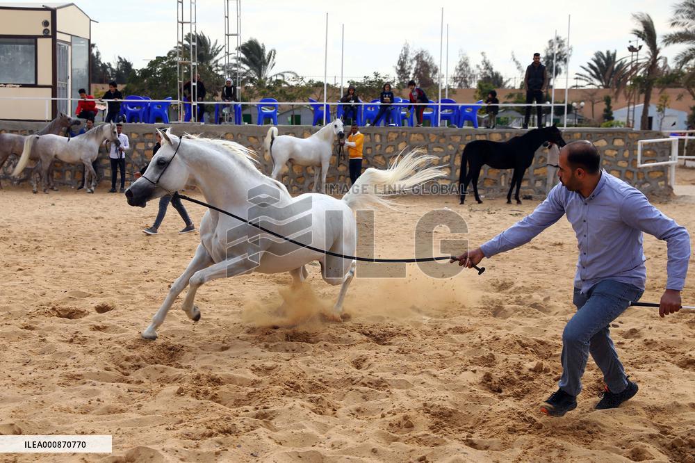 EGYPT-SHARQIA-ARABIAN HORSE-BEAUTY CONTEST