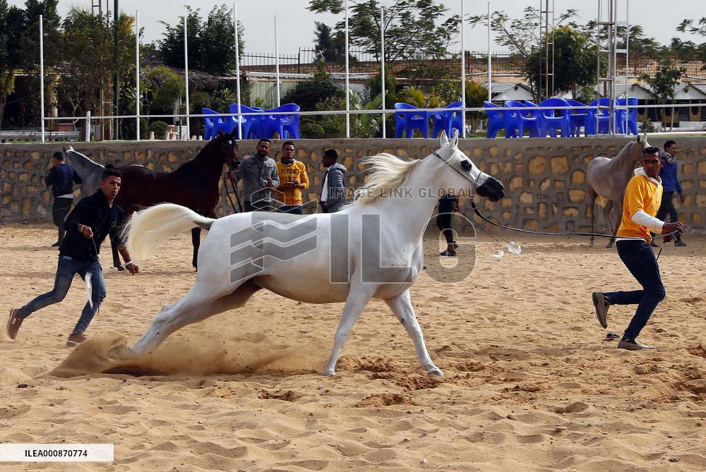 EGYPT-SHARQIA-ARABIAN HORSE-BEAUTY CONTEST
