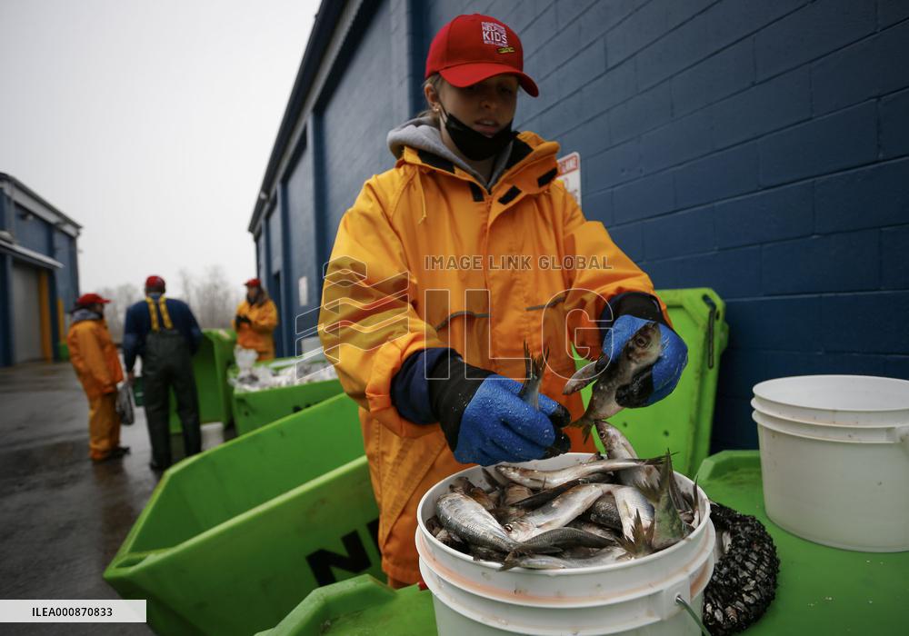 CANADA-RICHMOND-HERRING-SALE