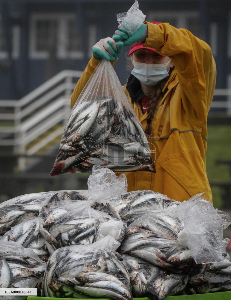 CANADA-RICHMOND-HERRING-SALE