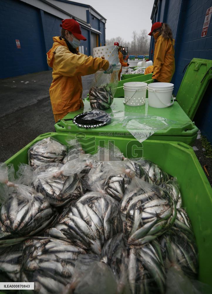 CANADA-RICHMOND-HERRING-SALE