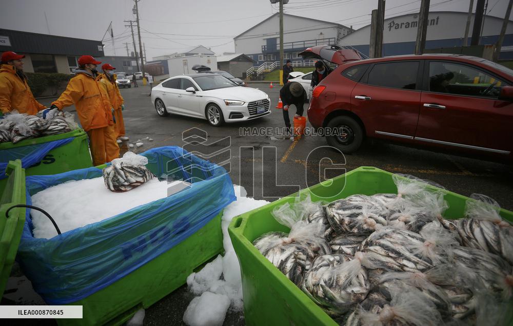 CANADA-RICHMOND-HERRING-SALE