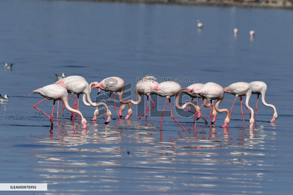 KUWAIT-CAPITAL GOVERNORATE-FLAMINGOES