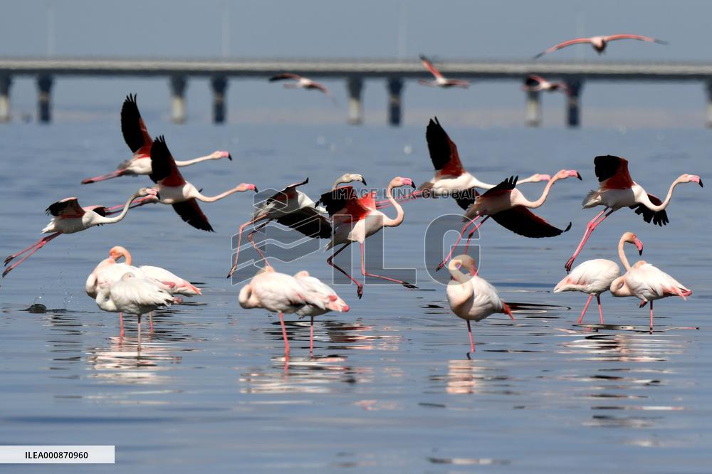 KUWAIT-CAPITAL GOVERNORATE-FLAMINGOES