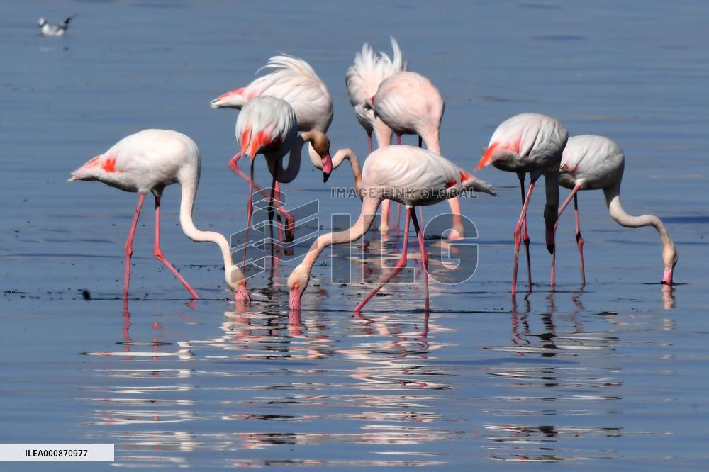 KUWAIT-CAPITAL GOVERNORATE-FLAMINGOES