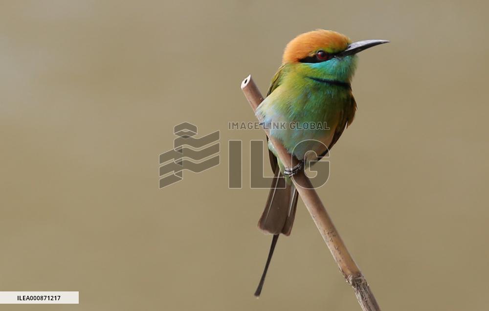 MYANMAR-BAGO-WILDLIFE-GREEN BEE-EATER