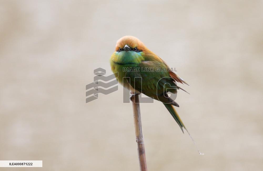 MYANMAR-BAGO-WILDLIFE-GREEN BEE-EATER