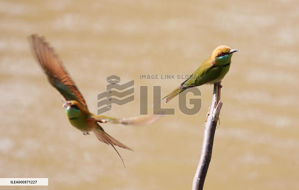 MYANMAR-BAGO-WILDLIFE-GREEN BEE-EATER