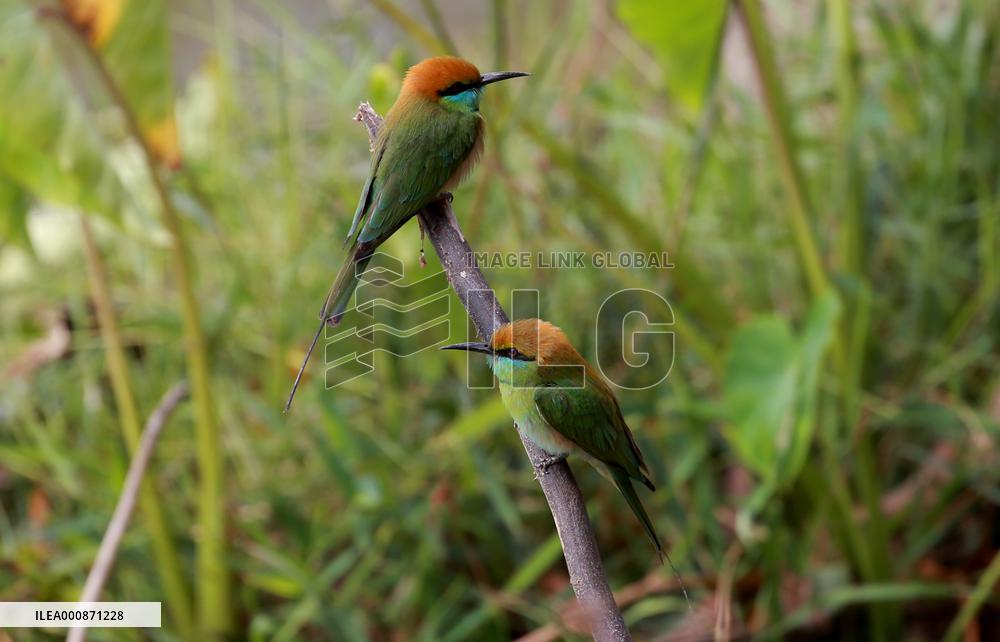 MYANMAR-BAGO-WILDLIFE-GREEN BEE-EATER