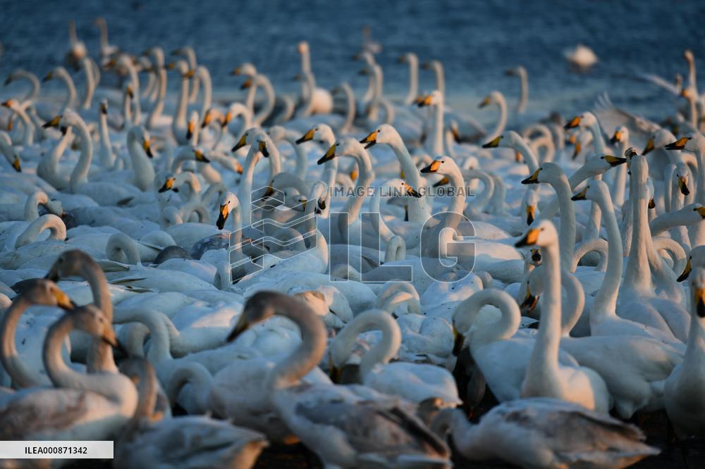 CHINA-SHANDONG-WHOOPER SWAN (CN)
