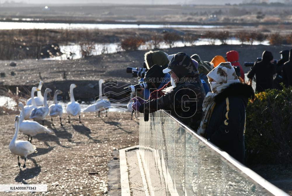 CHINA-SHANDONG-WHOOPER SWAN (CN)