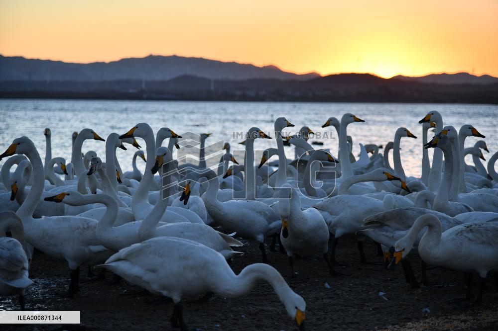 CHINA-SHANDONG-WHOOPER SWAN (CN)