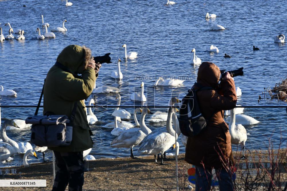 CHINA-SHANDONG-WHOOPER SWAN (CN)