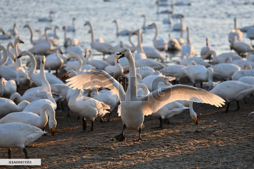 CHINA-SHANDONG-WHOOPER SWAN (CN)