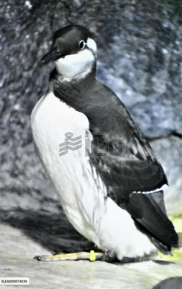 Common murre at Japan aquarium