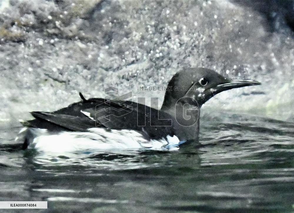 Common murre at Japan aquarium