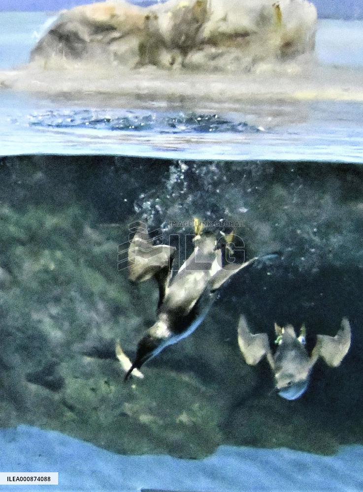Common murre at Japan aquarium