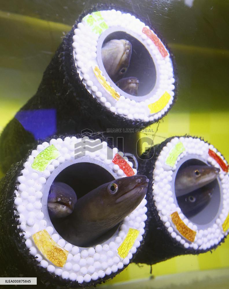 Conger eels at Yokohama aquarium