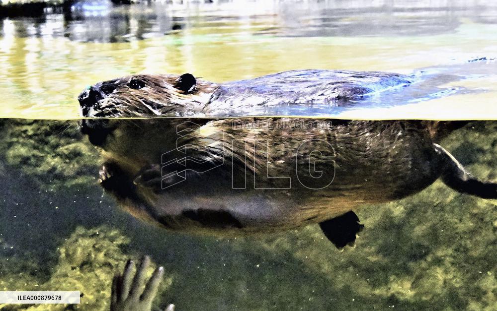 American beaver at Japan aquarium