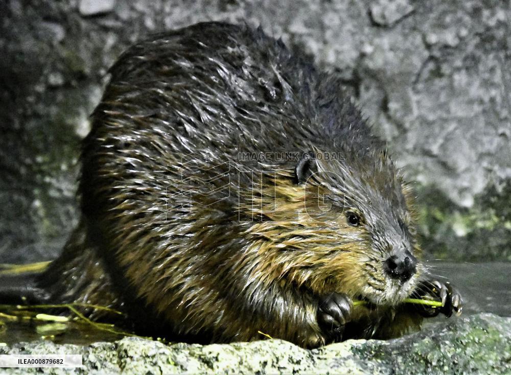 American beaver at Japan aquarium