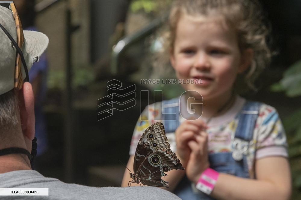 Tropical Forest Butterfly Garden At Otago Museum