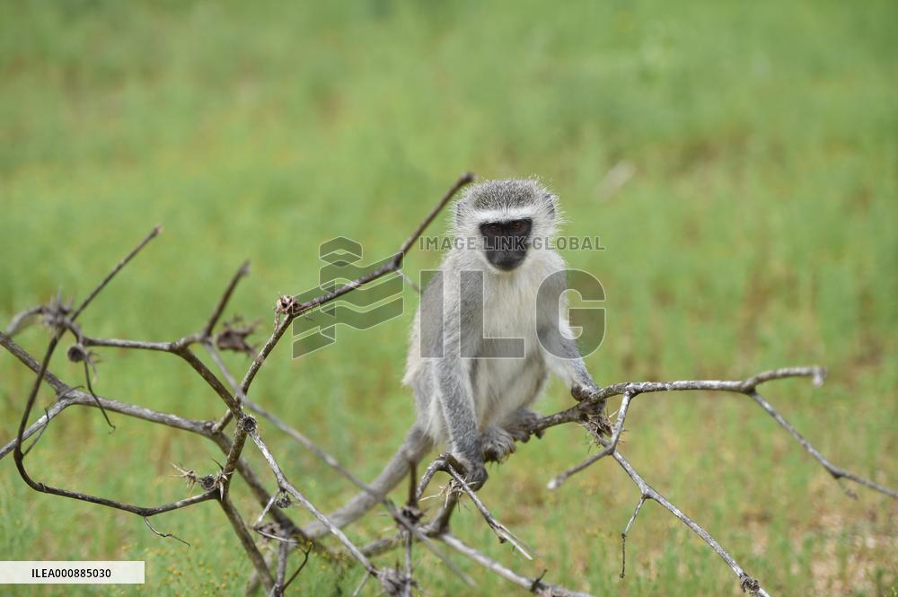 BOTSWANA-GABORONE-GAME RESERVE-WILD ANIMALS