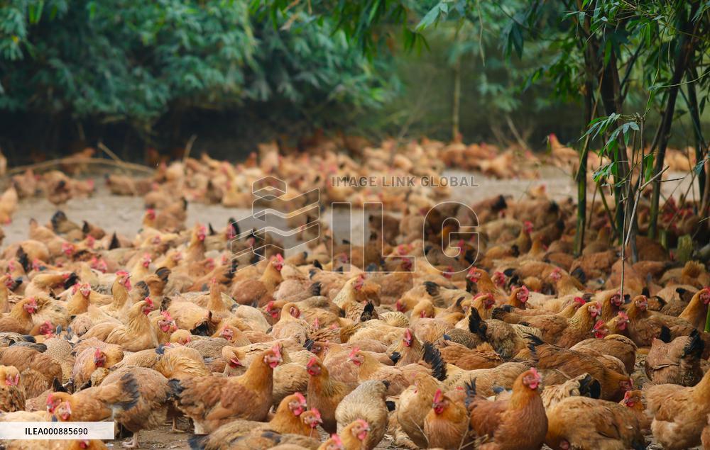 CHINA-HAINAN-COCONUT CHICKEN HOTPOT (CN)