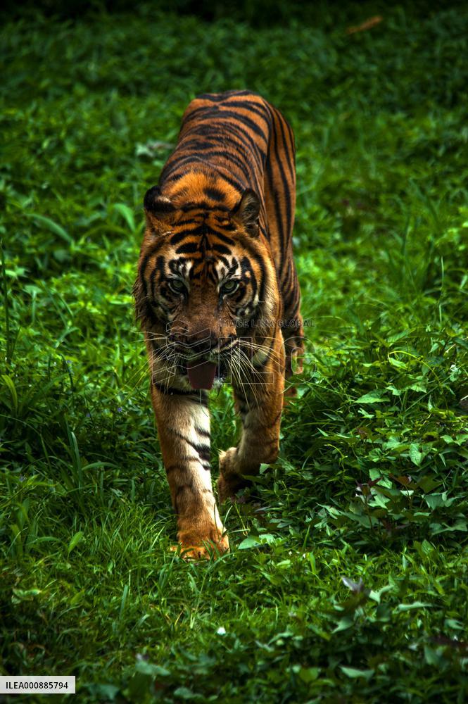 INDONESIA-MEDAN-SUMATRAN TIGER