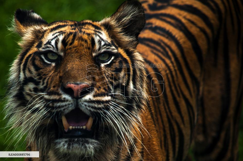 INDONESIA-MEDAN-SUMATRAN TIGER