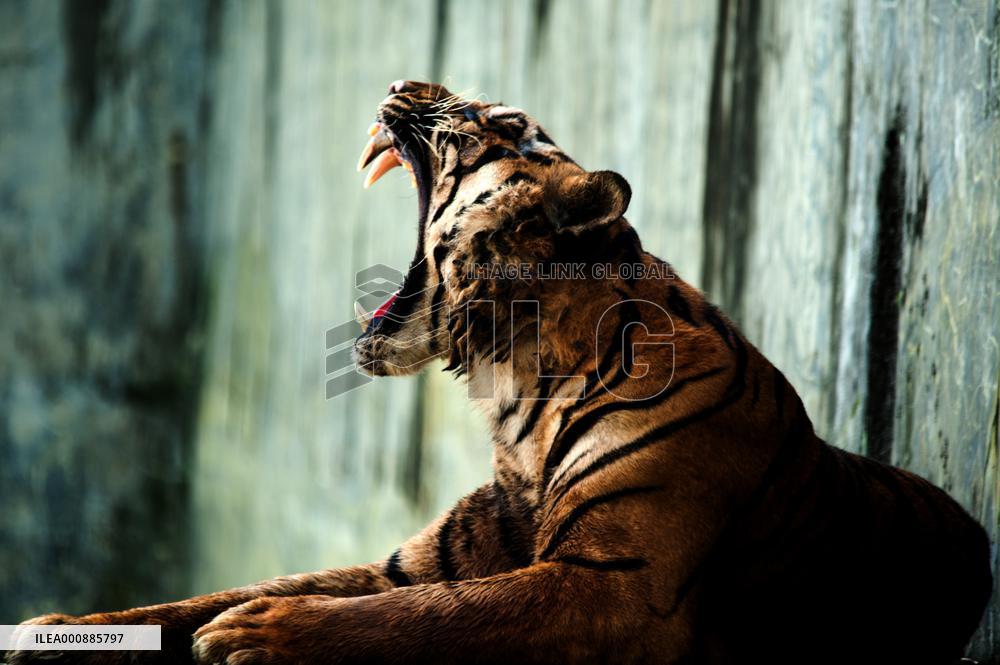 INDONESIA-MEDAN-SUMATRAN TIGER