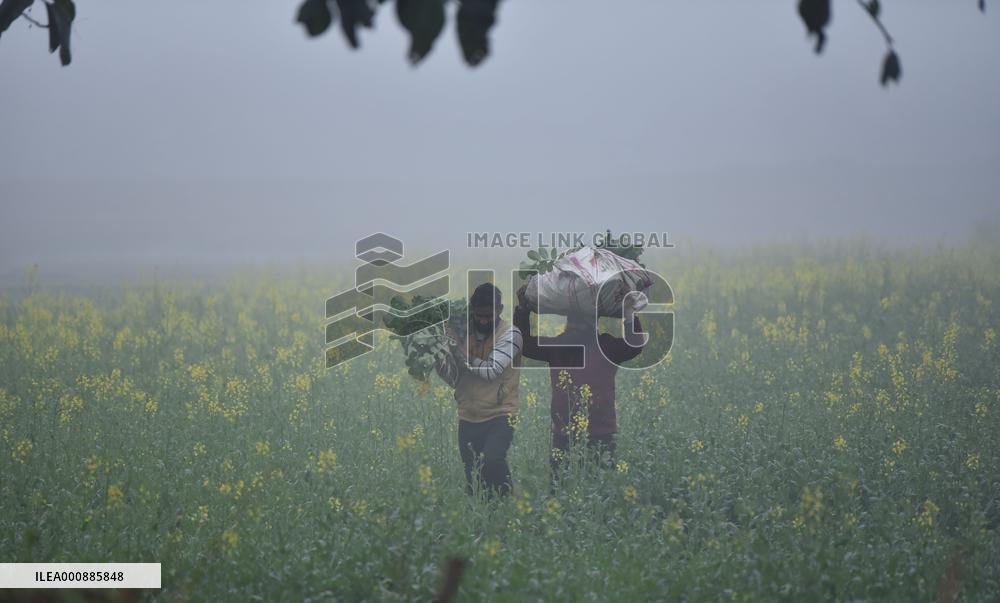 KASHMIR-JAMMU-FOG