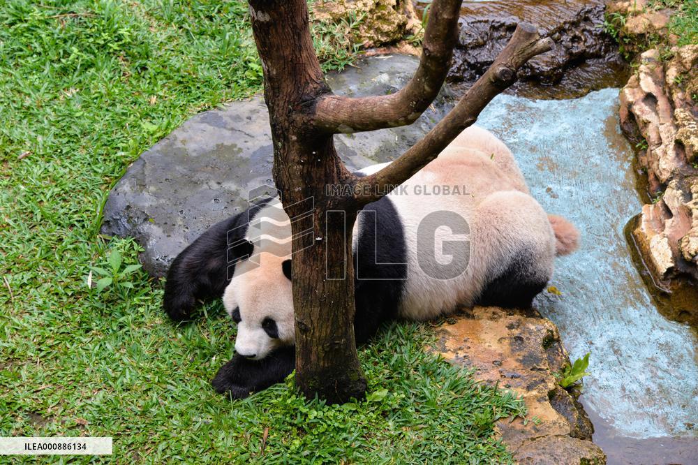 INDONESIA-BOGOR-GIANT PANDA