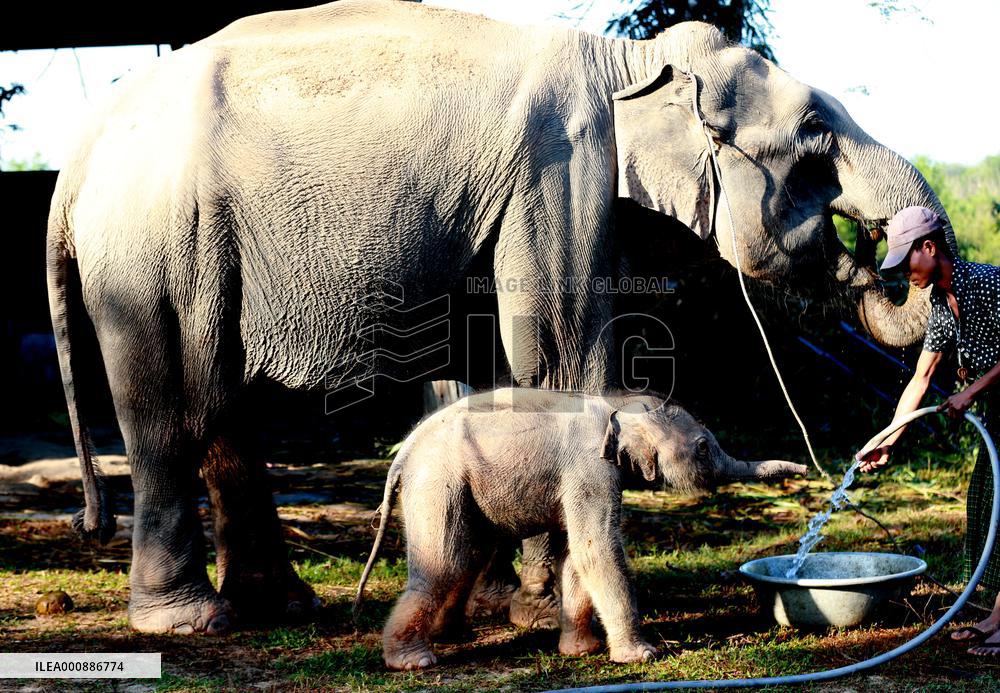 MYANMAR-BAGO-BABY ELEPHANT