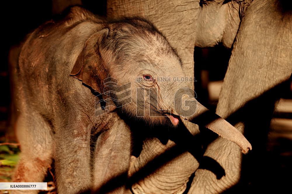 MYANMAR-BAGO-BABY ELEPHANT