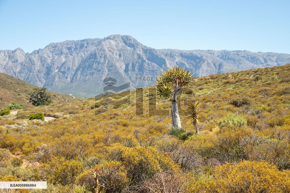 SOUTH AFRICA-WORCESTER-NATIONAL DESERT BOTANICAL GARDEN