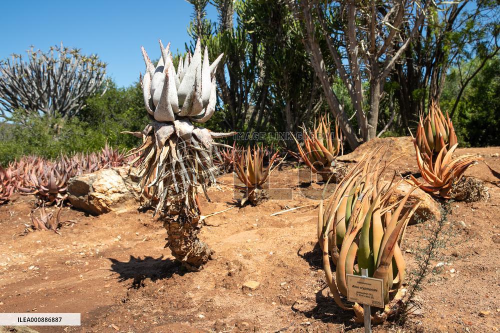 SOUTH AFRICA-WORCESTER-NATIONAL DESERT BOTANICAL GARDEN