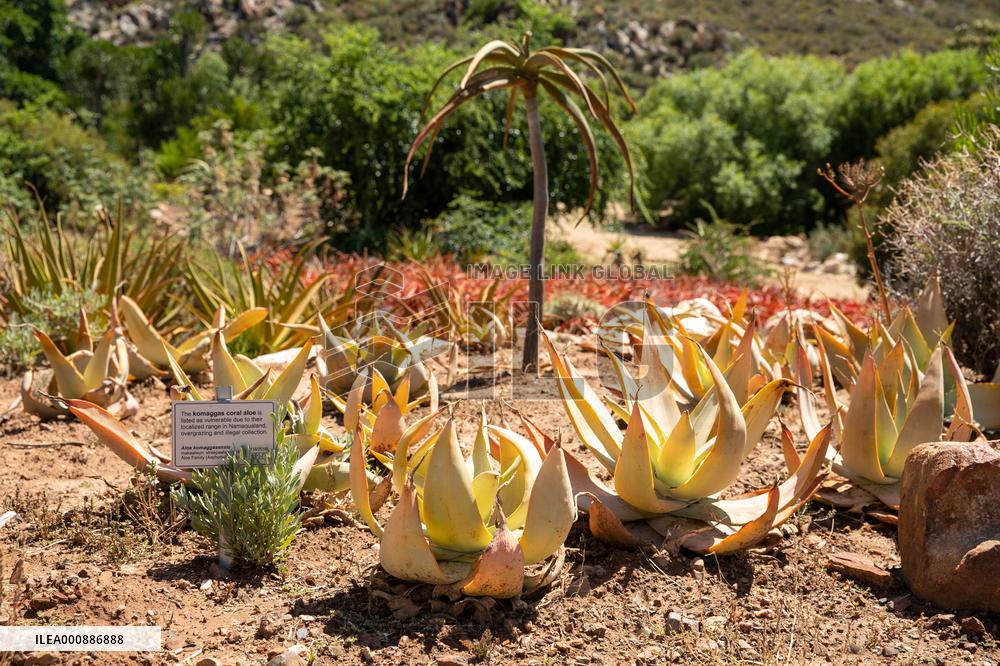 SOUTH AFRICA-WORCESTER-NATIONAL DESERT BOTANICAL GARDEN