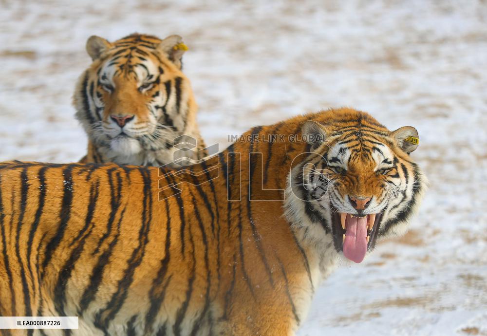 CHINA-SHENYANG-CHINESE LUNAR NEW YEAR-TIGER (CN)