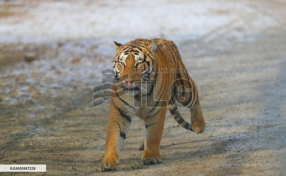 CHINA-SHENYANG-CHINESE LUNAR NEW YEAR-TIGER (CN)