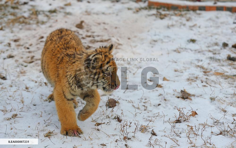 CHINA-SHENYANG-CHINESE LUNAR NEW YEAR-TIGER (CN)