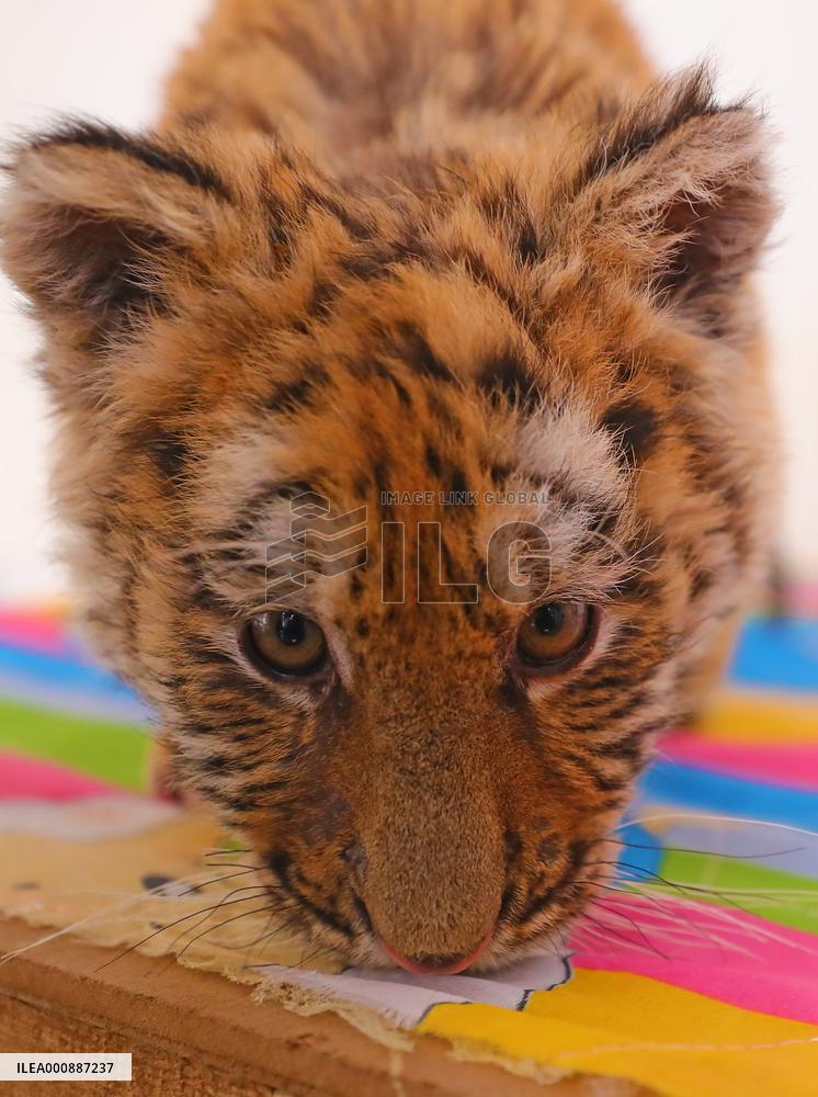 CHINA-SHENYANG-CHINESE LUNAR NEW YEAR-TIGER (CN)