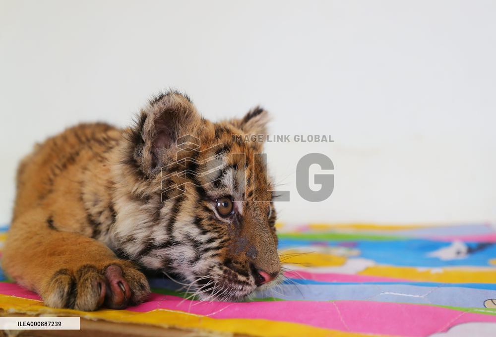 CHINA-SHENYANG-CHINESE LUNAR NEW YEAR-TIGER (CN)