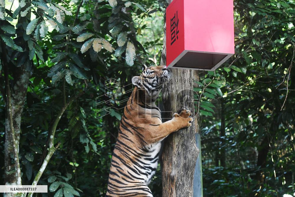 SINGAPORE-NIGHT SAFARI-TIGER
