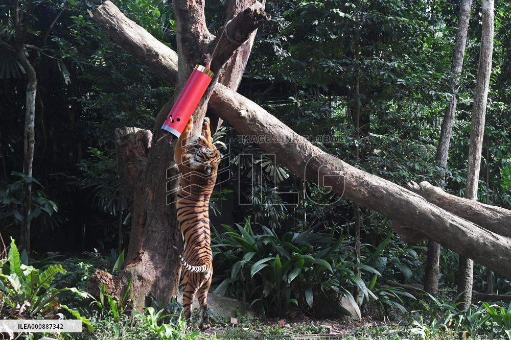 SINGAPORE-NIGHT SAFARI-TIGER